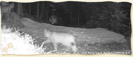 Luchs im Oberallgäu, im März 2020 von eine Fotofalle abgelichtet, (c)Naturpark Nagelfluhkette e.V., Bildercollage aus zwei Fotos Luchs im Oberallgäu, März 2020, (c) Naturpark Nagelfluhkette e.V.