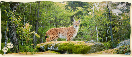 Luchs in Bayern - eine schützens- und erhaltenswerte Tierart unserer Wälder, (c)fokusnatur, Julius Kramer