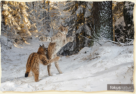 Das prämierte Foto 'Kitten Combat' zeigt zwei spielende Jungluchse (c)fokusnatur