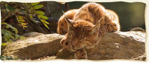 Luchs