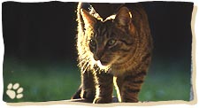 Streunende Hauskatzen müssen sich vor dem Luchs in Acht nehmen.