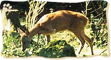 Im Bayerischen Wald ist das Reh die Hauptbeute des Luchses.