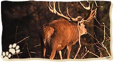 Ausgewachsenes Rotwild wird nur selten vom Luchs überwältigt.