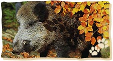 Erwachsene Wildschweine sind offensichtlich zu wehrhaft, der Luchs hält sich an die Frischlinge.