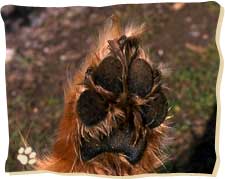 Bei der Vorderpfote von Hunden stehen die großen Zehenballen parallel nebeneinander.