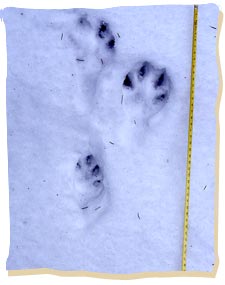 Bei Hasenspuren gilt Vorsicht vor allem bei Harschschnee: oft sieht man dann nur die Eindrücke der großen Hinterpfoten. Wieder gilt: der Fährte eine längere Strecke nachgehen!