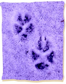 Fuchsspuren sind deutlich kleiner und zeigen die Merkmale von Caniden.