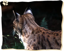 Der Luchs blickt in Bayern auf eine lange Geschichte zurück.