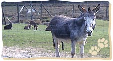 Esel in Wildgattern helfen Beutegreifer abschrecken.