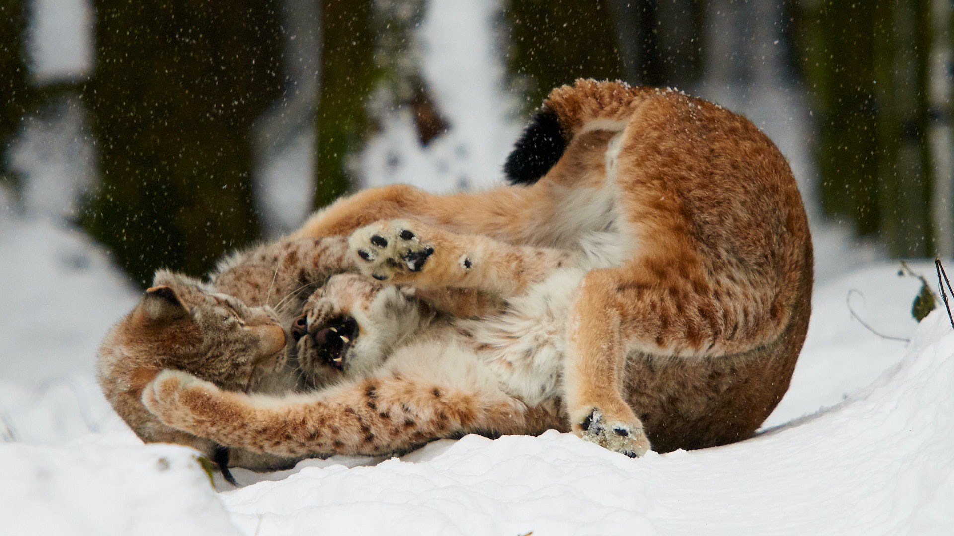 Spielende Luchse Zwei spielende Luchse, im Wildgehege fotografiert.
