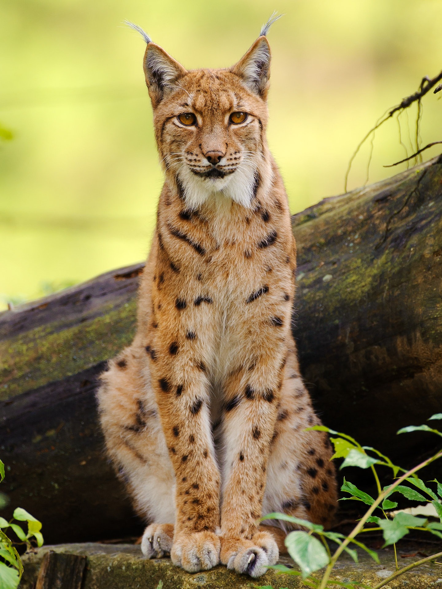 Eurasischer Luchs Eurasischer Luchs