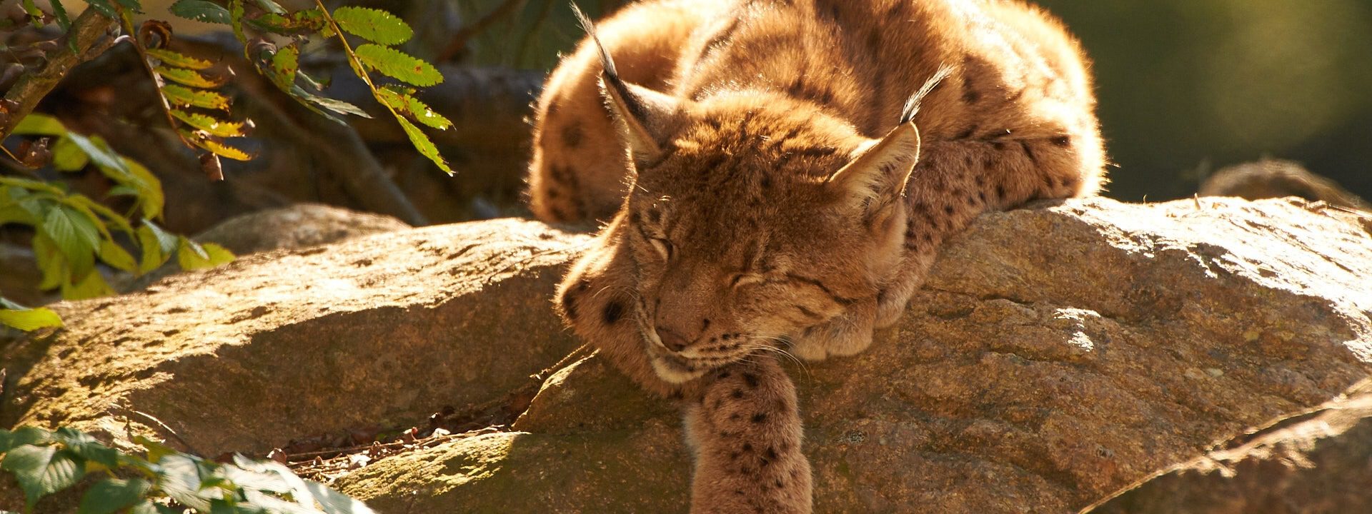 Schlafender Luchs Ein Luchs schläft in der Nachmittagssonne auf einem Felsen.