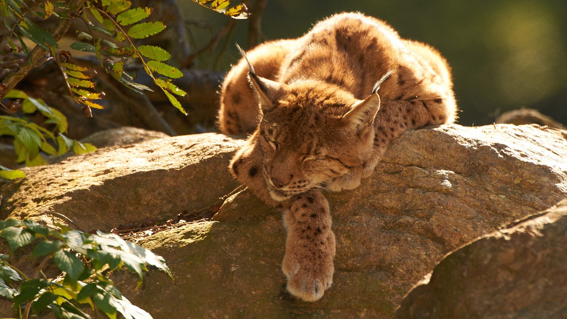 Ein Luchs schläft in der Nachmittagssonne auf einem Felsen.