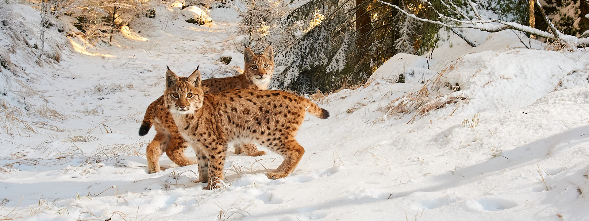 Jungluchse im Schnee Zwei Jungluchse im Schnee