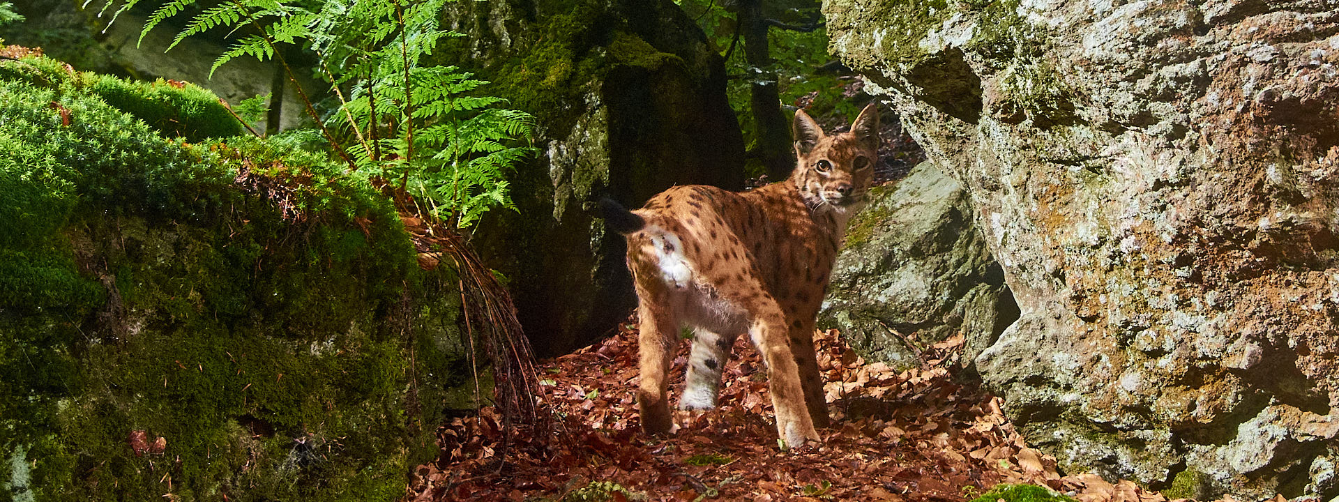 Luchsnachweise Ein Luchs blickt über die Schulter.