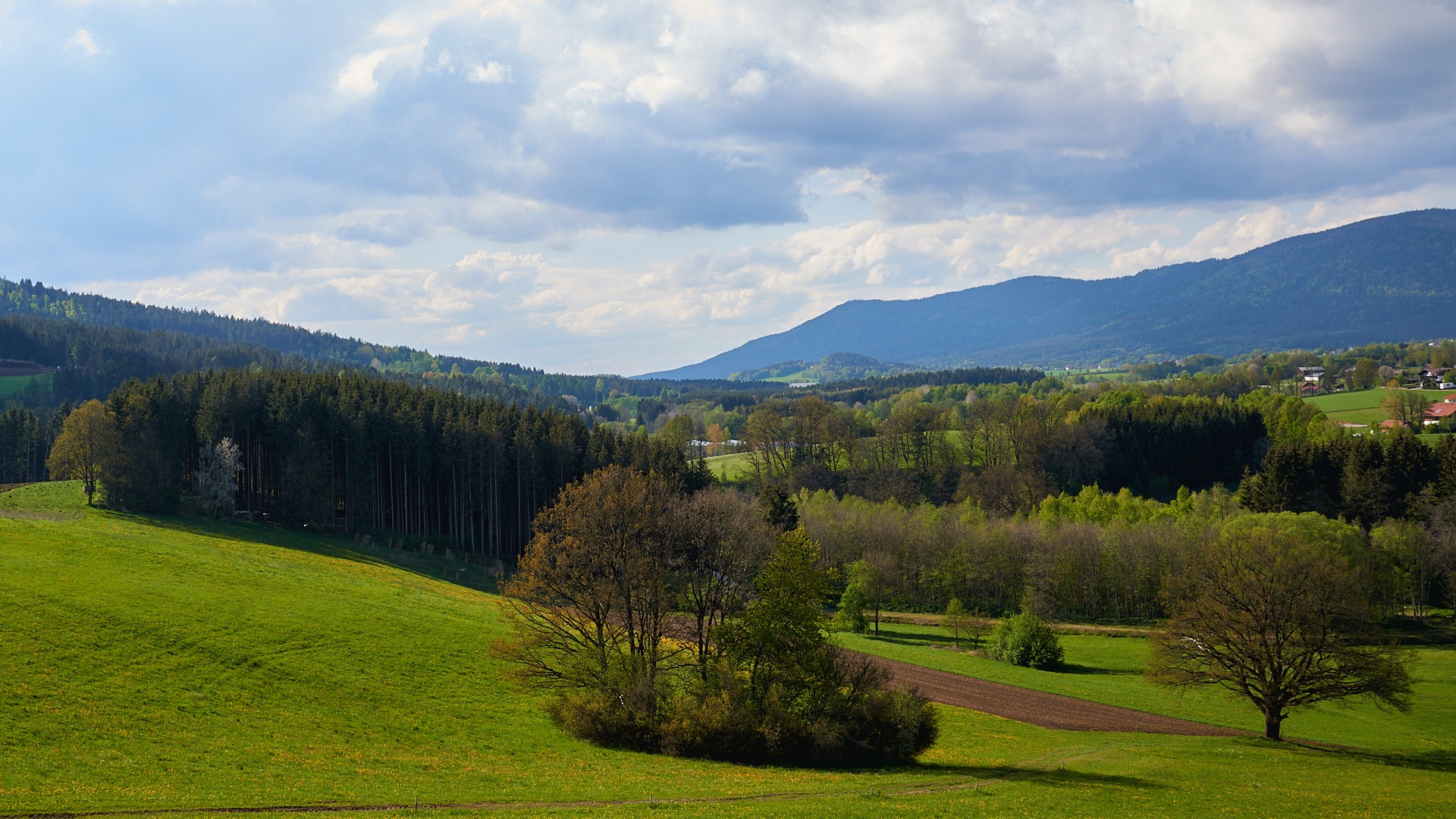 Luchslebensraum im Bayerischen Wald