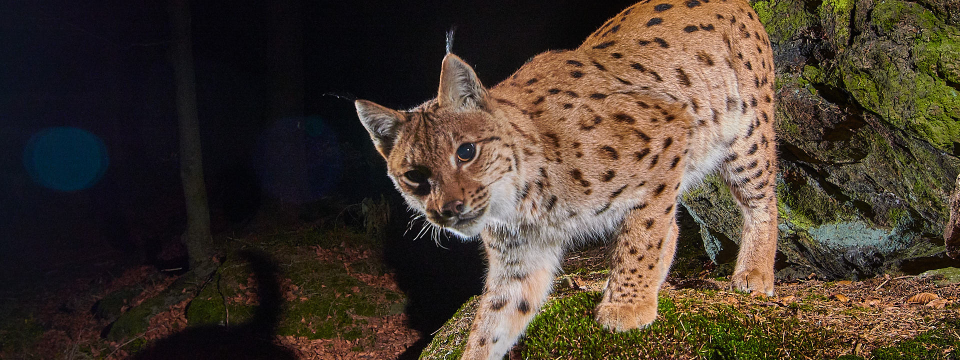 Neugieriger Luchs Ein Luchs inspiziert neugierig eine Kamera.