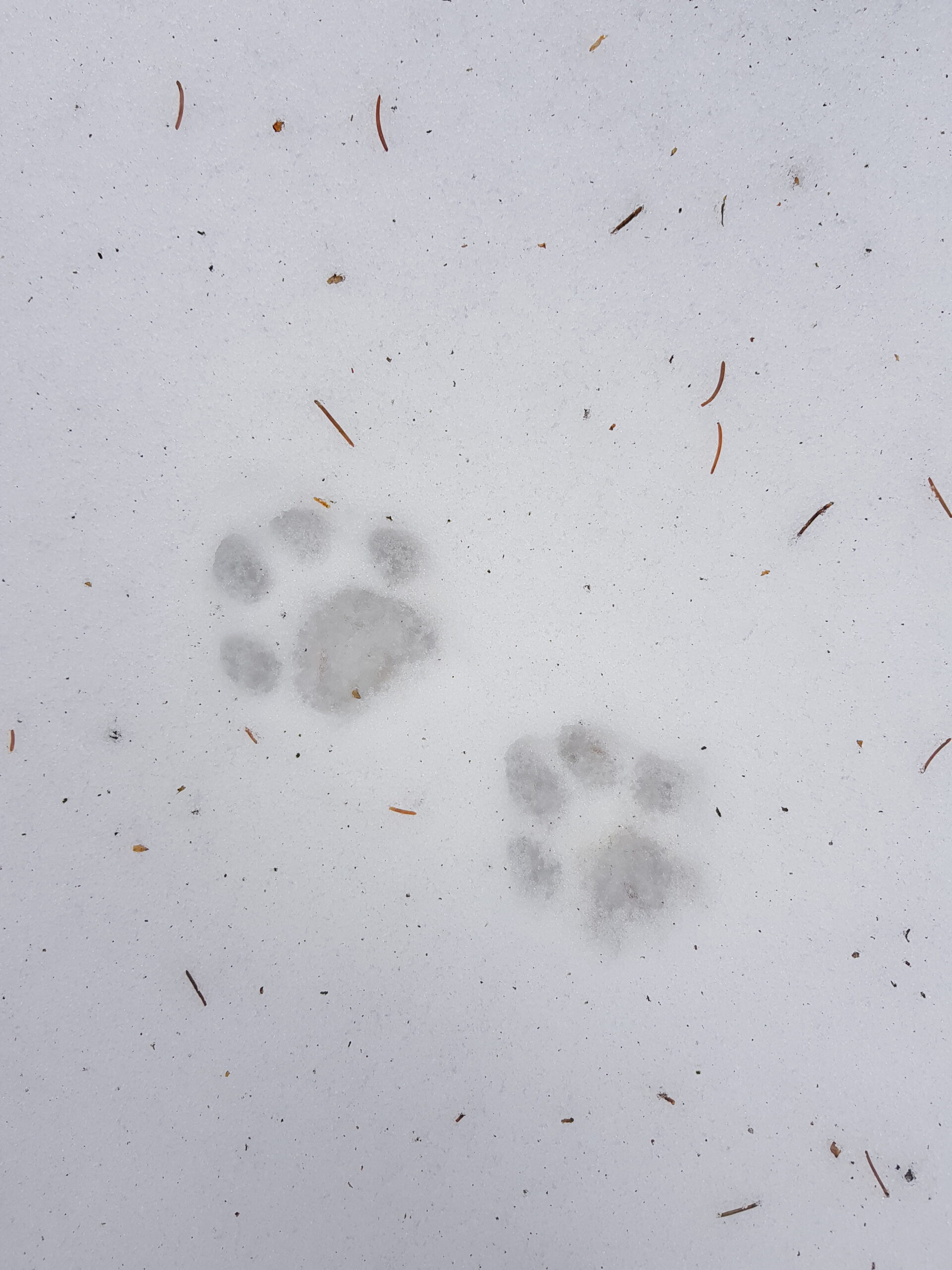 Luchsspuren Luchsspuren im Schnee