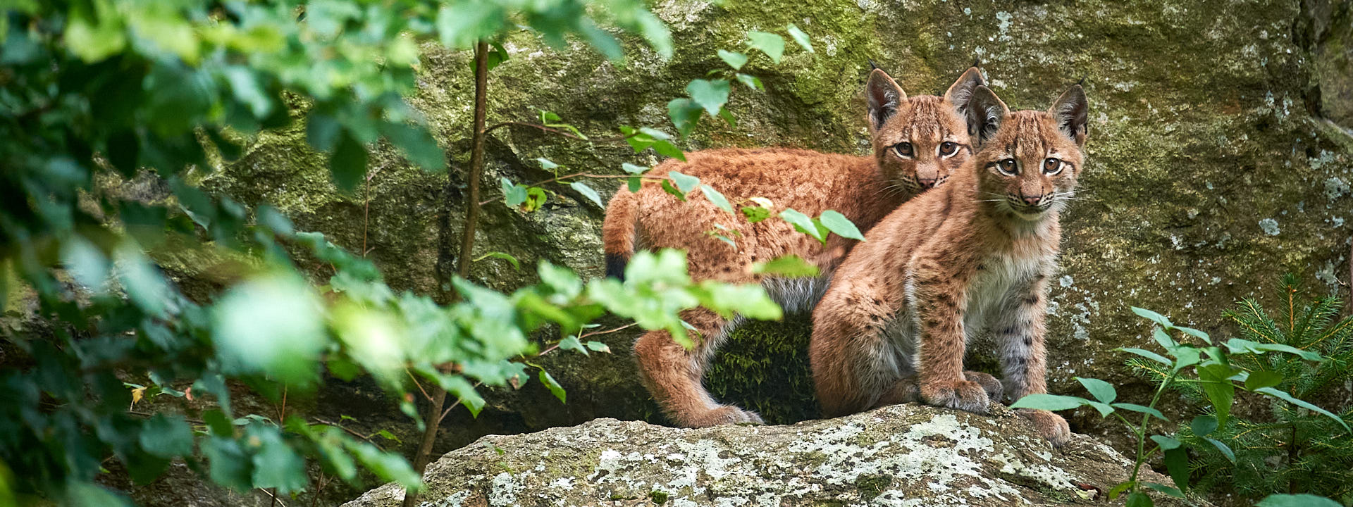 Zwei Jungluchse Zwei Jungluchse sitzen auf einem Fels vor ihrer Wurfhöhle.