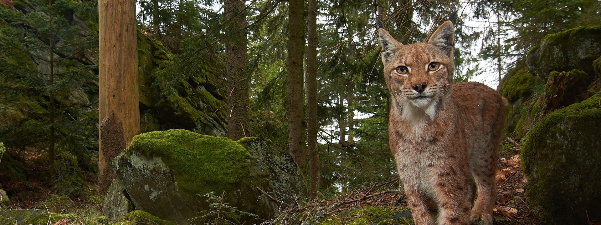 Luchs blickt in die Kamera Eurasischer Luchs schaut direkt in die Kamera.