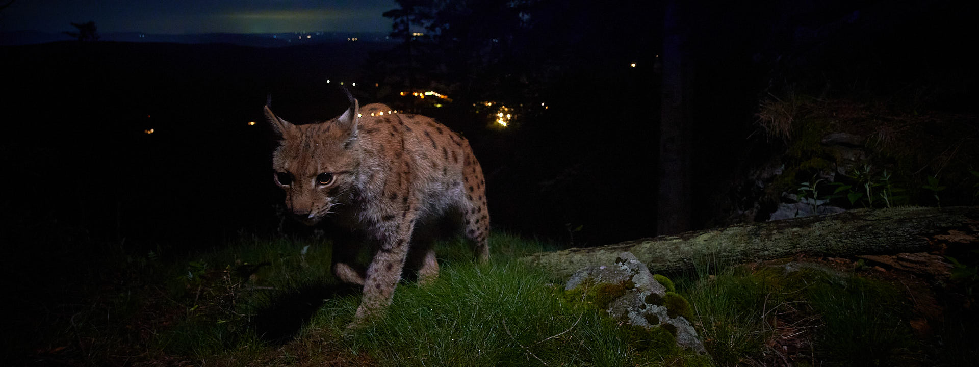 Luchse sind anpassungsfähig Unweit eines Dorfes ist ein Luchs bei Nacht unterwegs,
