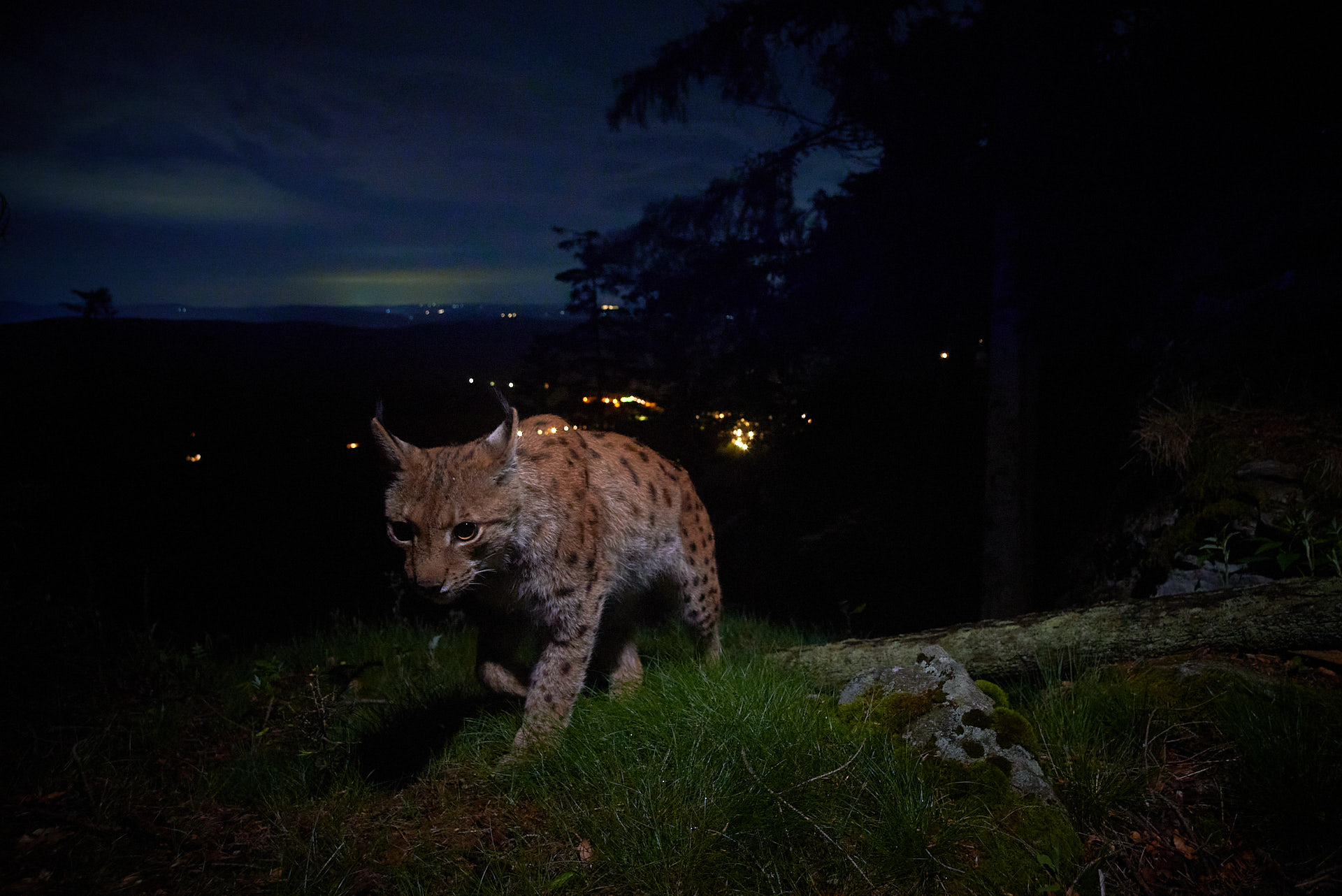 Luchs streift durch sein Revier Luchs streift durch sein Revier