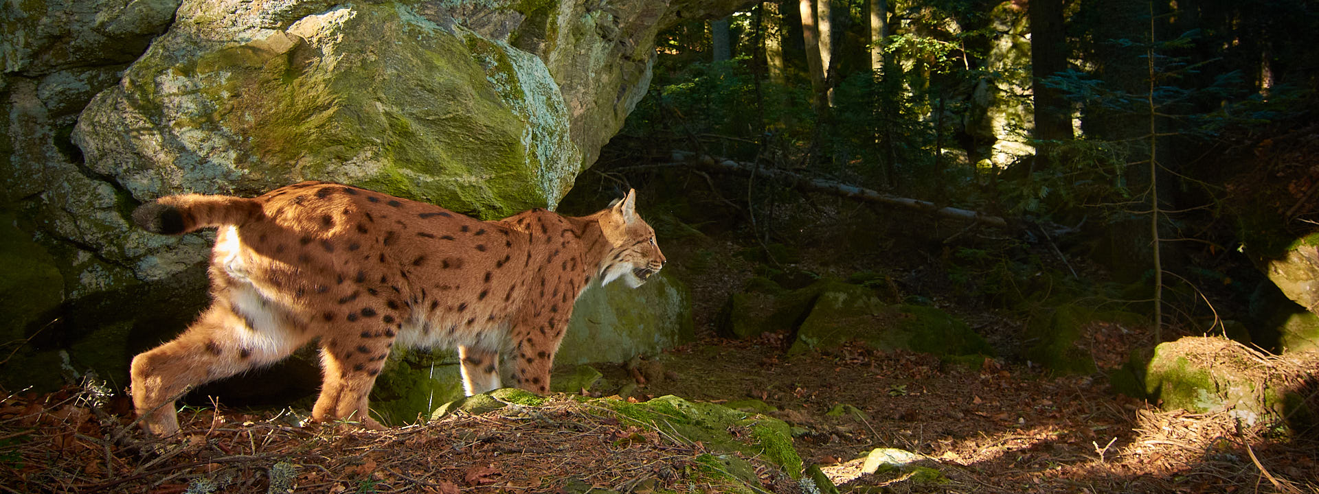 Eurasischer Luchs Ein Luchs durchstreift sein Revier.