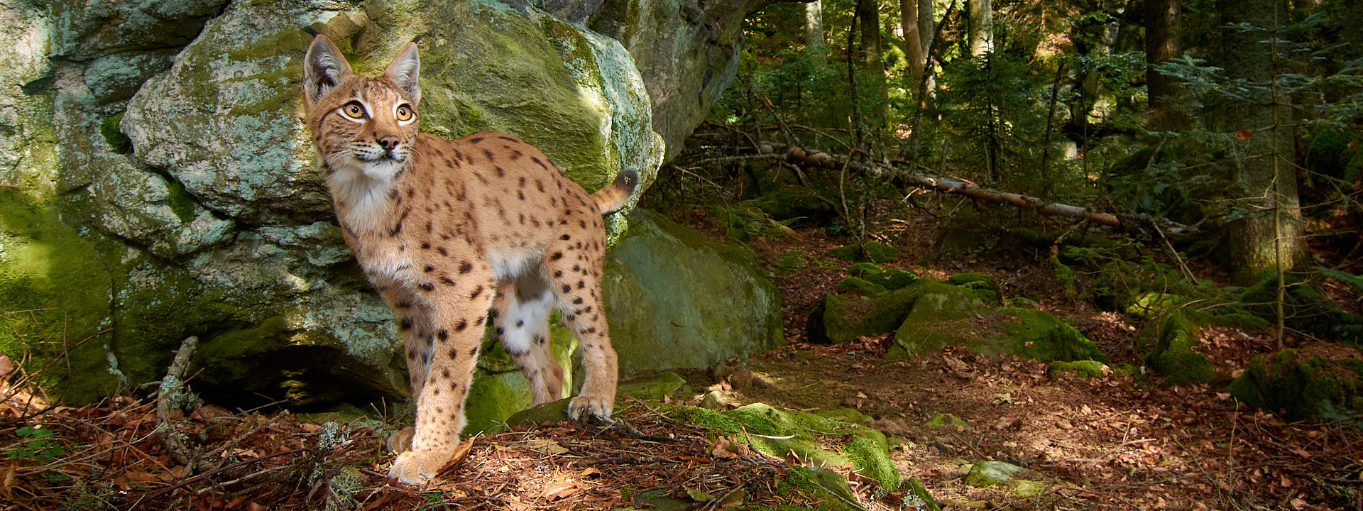 Luchs in der Wildnis Luchs in der Wildnis