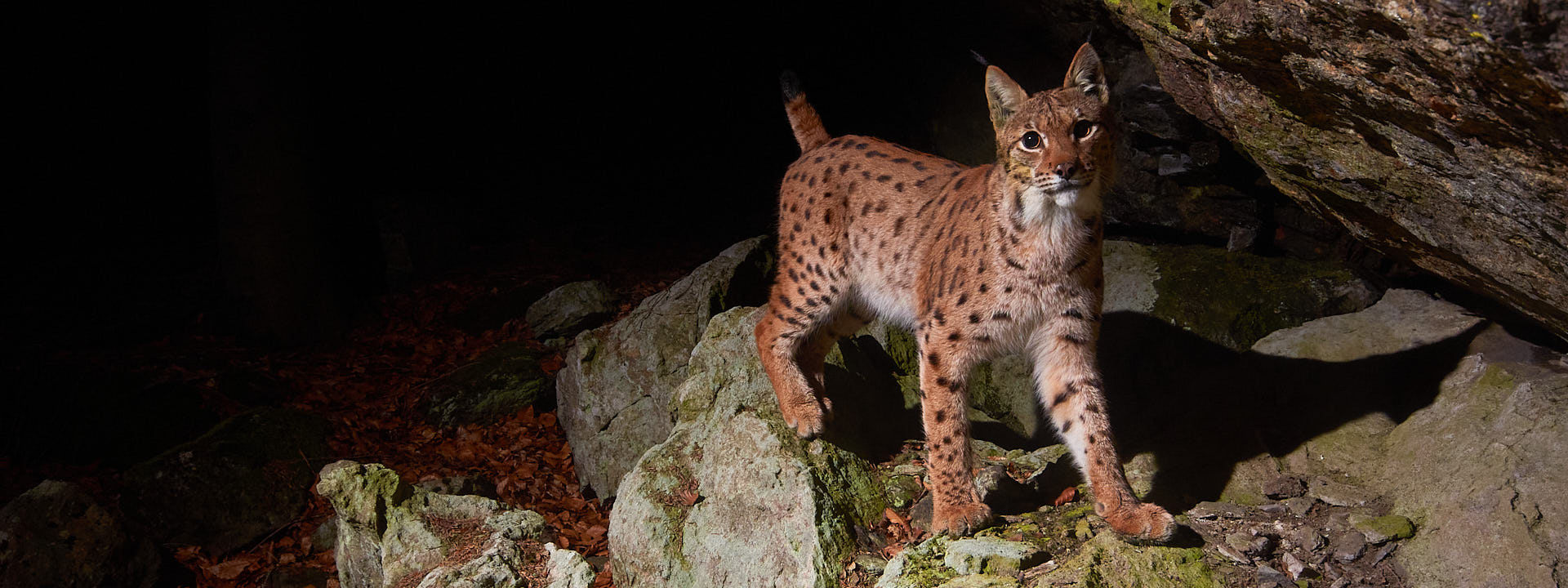 Luchs-Management Ein Luchs an einer Markierstelle im Bayerischen Wald.