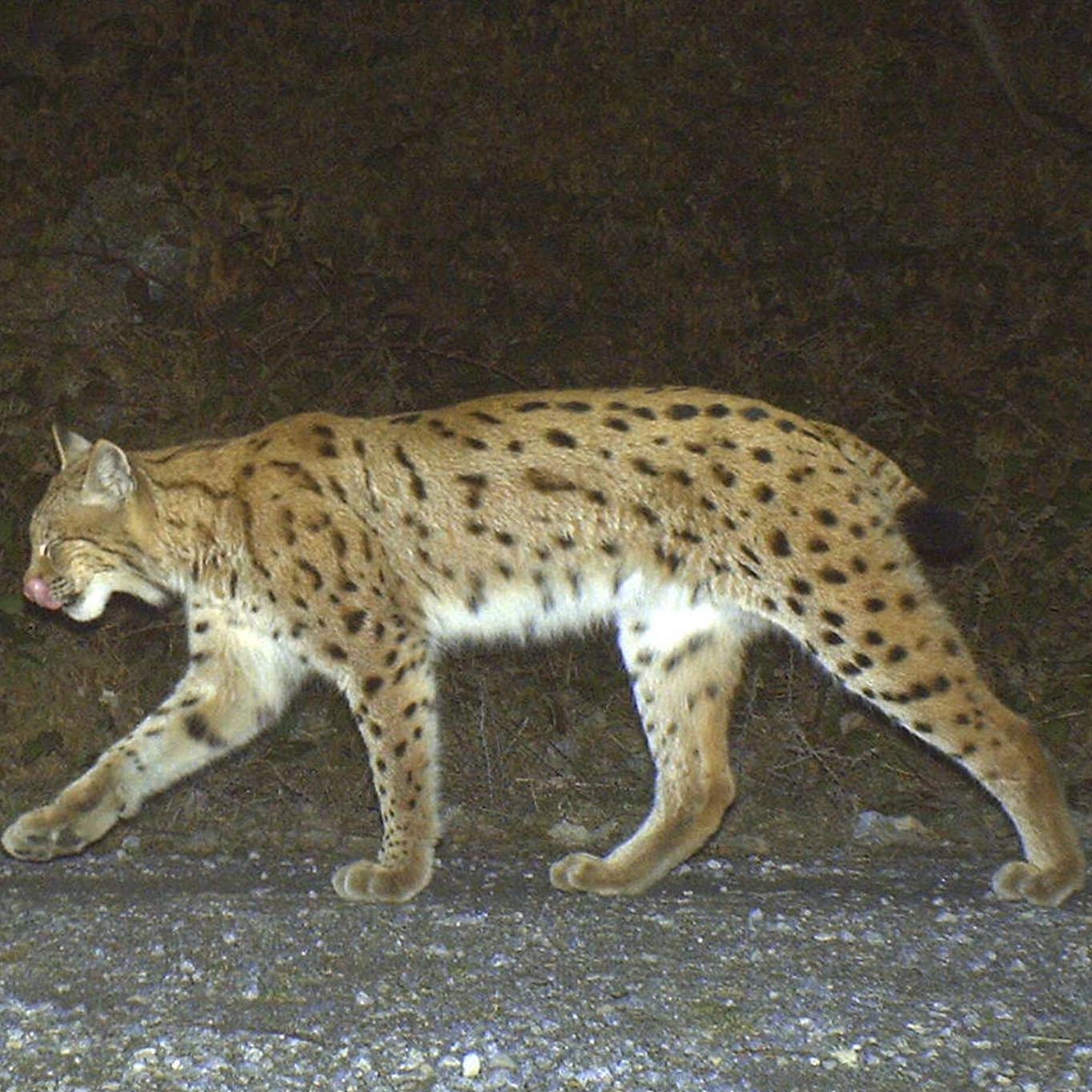 fleckenmuster_vergleich_luchs_1