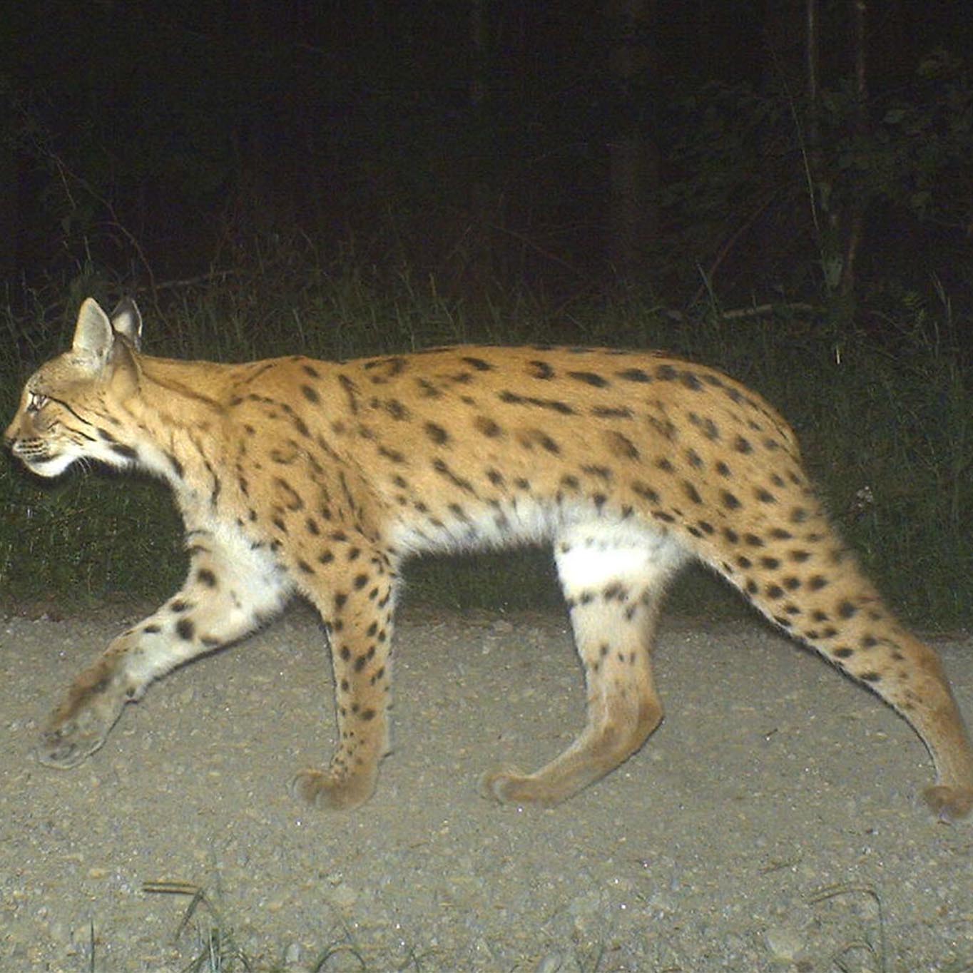 fleckenmuster_vergleich_luchs_2