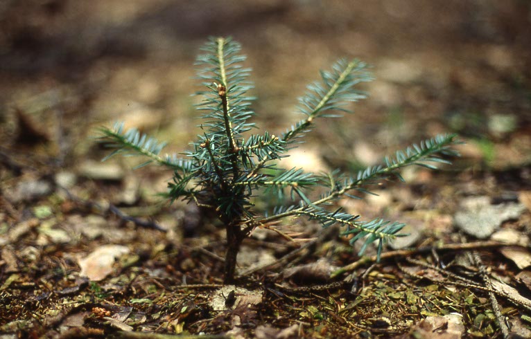 Verbissene Tanne Zu hohe Dichten von Pflanzenfressern haben häufig starken Verbiss im Wald zur Folge.