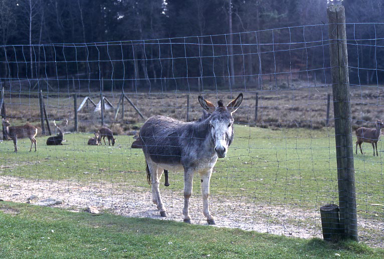 Esel Esel können als Abschreckung dienen.