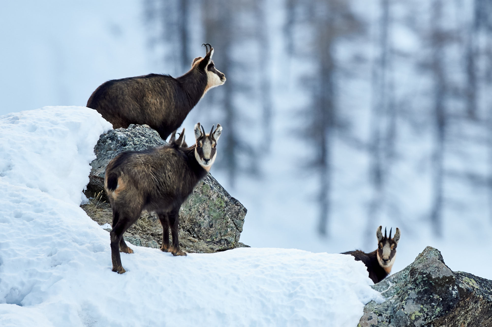 Gämsen Im alpinen Raum sind Gämsen häufig Beute des Luchses.