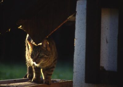 Hauskatze