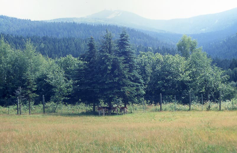 Wildgehege im Bayerischen Wald Wildgehege im Bayerischen Wald