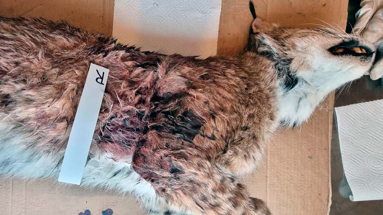 Erschossener Luchs Ein Bild eines erschossenen Luchses