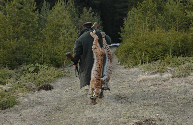 Illegal getötete Luchse — gestelltes Foto Gestelltes Foto: Wilderer trägt zwei geschossene Luchse. © Jaroslav Cerveny