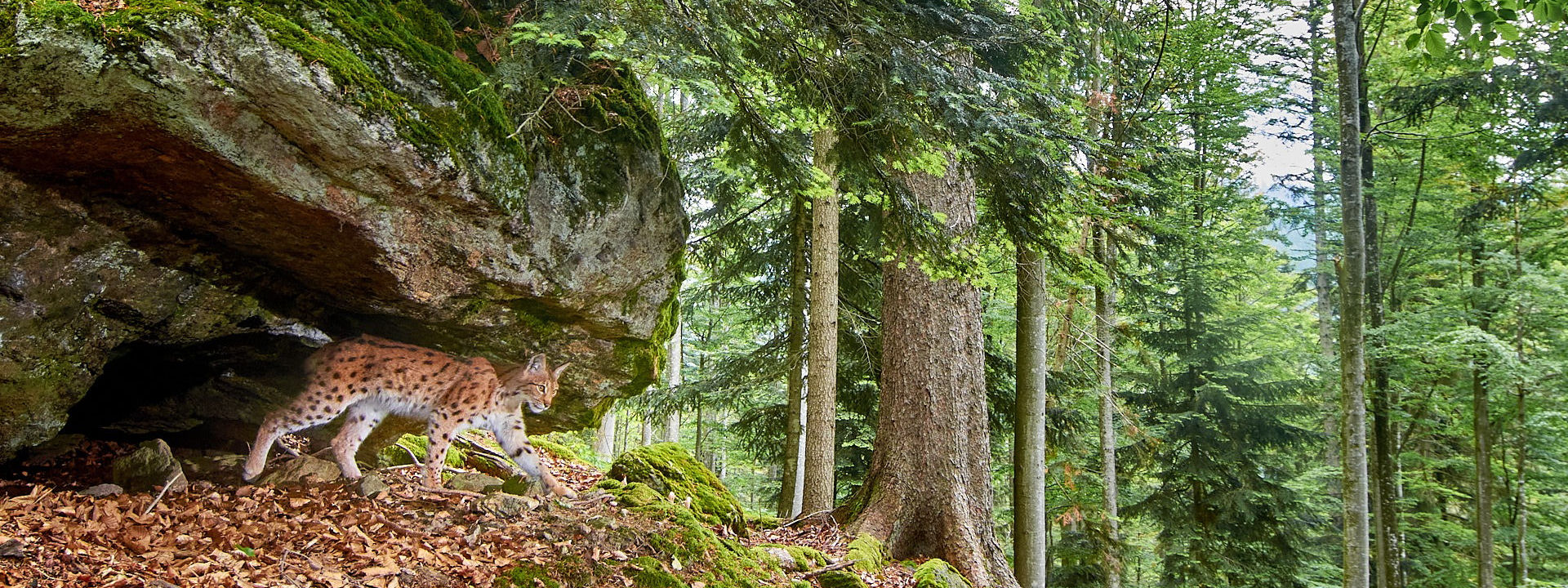 Luchs in seinem Lebensraum Luchs in seinem Lebensraum