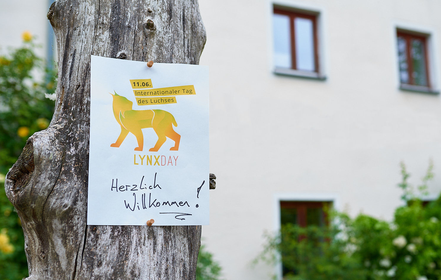 Luchstag Internationaler Luchstag am 11. Juni