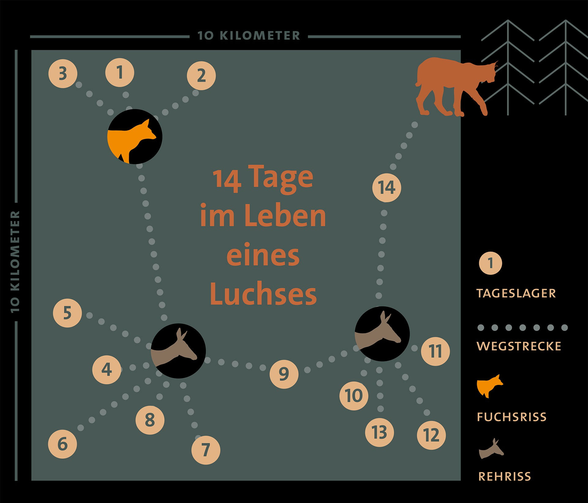 14Tage_Luchsleben