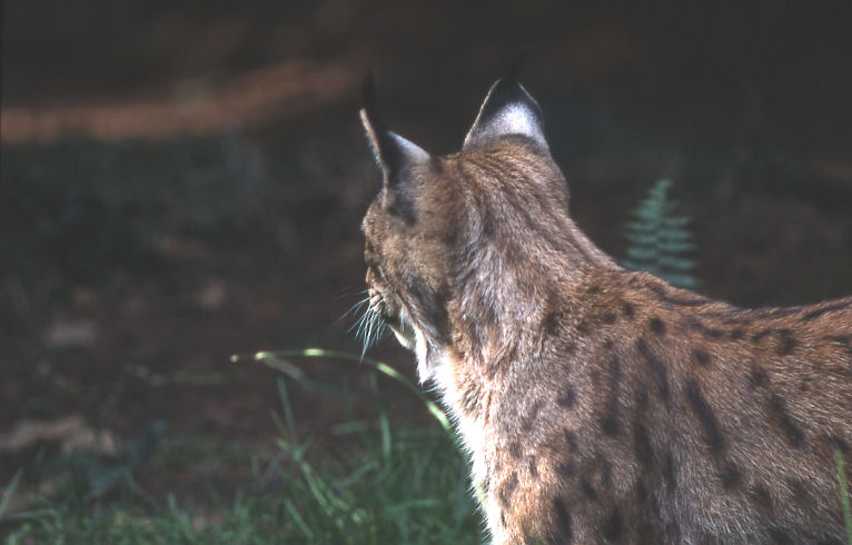 Luchs blickt zurück Luchs blickt zurück