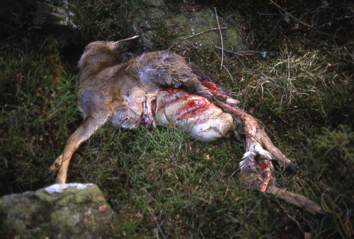 Vom Luchs gerissenes Reh, beide Hinterkeulen sind bereits genutzt, der Pansen wird verschmäht. Vom Luchs gerissenes Reh, beide Hinterkeulen sind bereits genutzt, der Pansen wird verschmäht.