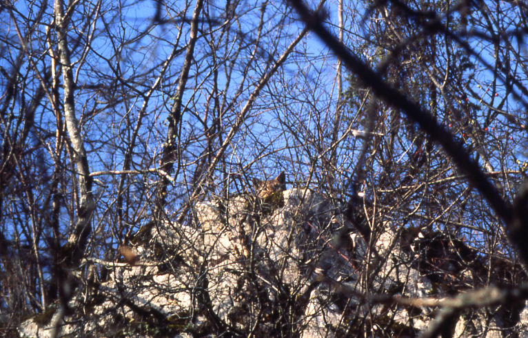Luchs auf Felsen Luchs auf Felsen